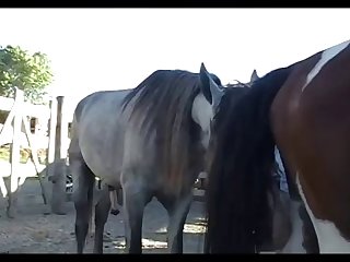 Stallion Scene 03