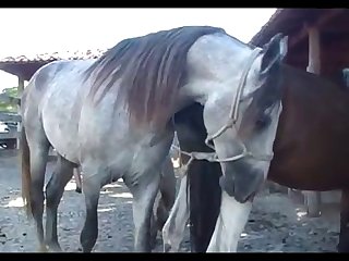 Stallion Scene 03