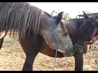 Small Mares Pink And Madona