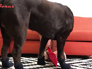 Doggy Style With Dog Porn