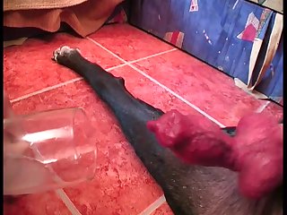 Blond Horse Porn