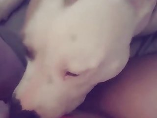Pussy Licking Puppy
