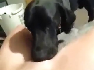 Pussy licking dog