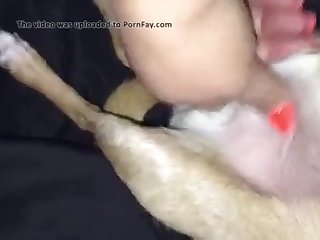 Dog Handjob Porn