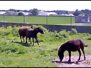 Tапир с огромным стоячим членом ищет свинью » зоо порно, животный ...