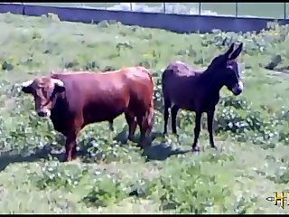 3 sexy horses chicago bulls