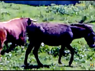 3 sexy horses chicago bulls