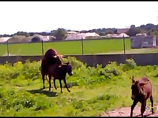 3 sexy horses chicago bulls