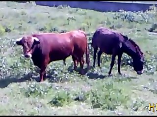 3 sexy horses chicago bulls