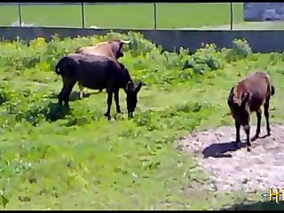 3 sexy horses chicago bulls