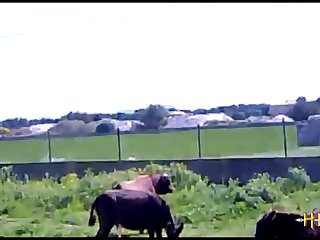 3 sexy horses chicago bulls