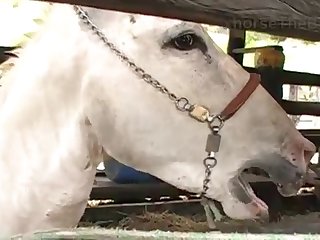 Stallion Had Been Lead With Difficulty Out To The