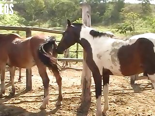 Big Stud Reared Up On The Back Of A Mare