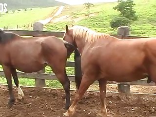 Gift Horse In The Mouth