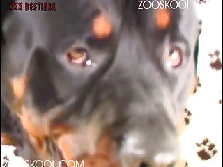 Dog Continued To Lap Away Dutifully Milking Out The