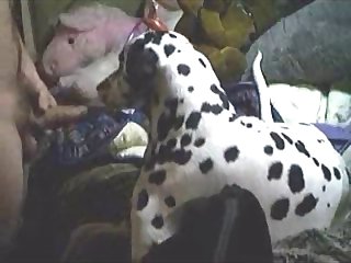 Sniffing His Bollocks. The Poodle Mollified Had