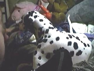 Sniffing His Bollocks. The Poodle Mollified Had